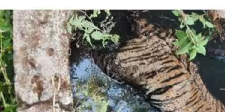 വയനാട്ടിൽ കടുവ കിണറിനുള്ളിൽ ചത്ത നിലയിൽ
