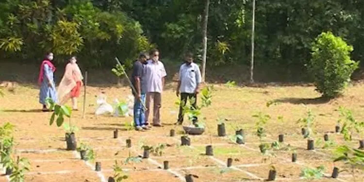 ടൂറിസം വകുപ്പിന്റെ മിയാവാക്കി പദ്ധതി : തുടരാന്‍ തടസമില്ലെന്ന് ഇടക്കാല ഉത്തരവ്