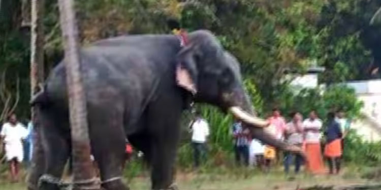 കൊടുങ്ങല്ലൂരിൽ ക്ഷേത്രോത്സവത്തിനിടെ ആനയിടഞ്ഞു