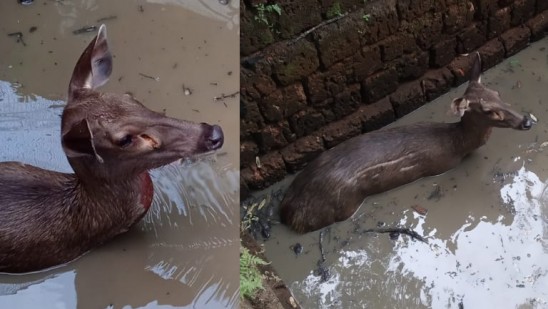 കോഴിക്കോട് ഒളവണ്ണയിൽ മ്ലാവ് കുളത്തിൽ വീണു