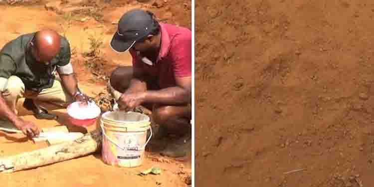 ഇടുക്കി വാത്തിക്കുടിയിൽ ജനവാസ മേഖലയിൽ പുലിയുടെ കാൽപാട്, നിരീക്ഷണത്തിന് വനംവകുപ്പ്