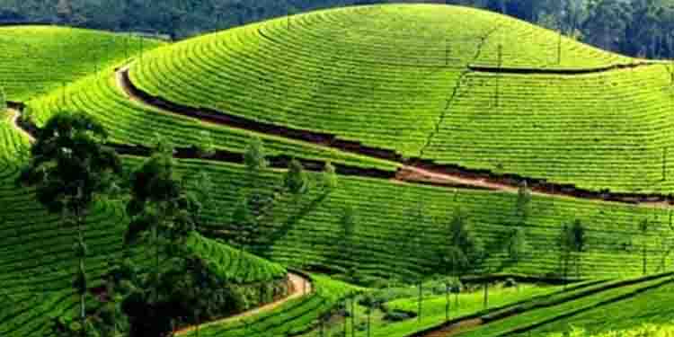 ചുരക്കുളം എസ്റ്റേറ്റിലെ തോട്ടഭൂമി തിരിച്ചു പിടിക്കാനുള്ള നടപടി തുടങ്ങി റവന്യൂ വകുപ്പ്