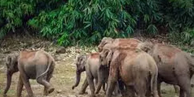 സംസ്ഥാനത്ത് ആനത്താരകൾക്ക് ഭൂമി ഏറ്റെടുക്കാൻ നടപടി തുടങ്ങിയെന്ന് എ.കെ ശശീന്ദ്രൻ