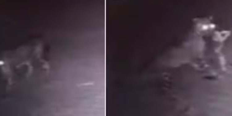 എങ്ങനെ സമാധാനത്തോടെ ഉറങ്ങും; പുലര്‍ച്ചെയെത്തിയ പുലി വീട്ടില്‍ വളർത്തുന്ന നായയെ കടിച്ചു കൊണ്ടുപോയി