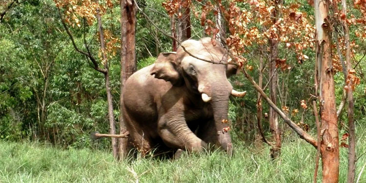 അരിക്കൊമ്പന്‍ വിഷയം ; അതിരപ്പള്ളി മേഖലയില്‍ നാളെയും പ്രതിഷേധം