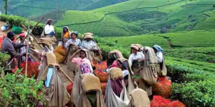‘ശുദ്ധജലത്തില്‍ ശുചിമുറി മാലിന്യം കലരും’; സെപ്‌റ്റേജ് ട്രീറ്റ്‌മെന്റ് പ്ലാന്റിനെതിരെ തോട്ടം തൊഴിലാളി സമരം
