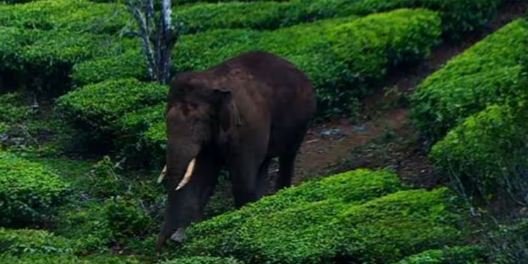അരിക്കൊമ്പന്‍ ദൗത്യം; വാഴച്ചാലില്‍ ട്രയല്‍ റണ്‍ തടഞ്ഞ് നാട്ടുകാര്‍