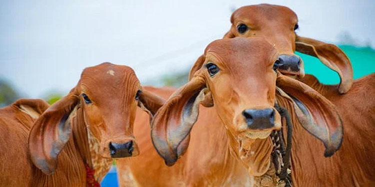 ഗോമൂത്രത്തില്‍ മാരക ബാക്ടീരിയകള്‍ ; ഗുരുതര ആരോഗ്യപ്രശ്നങ്ങളുണ്ടാകുമെന്ന് പഠനറിപ്പോര്‍ട്ട്