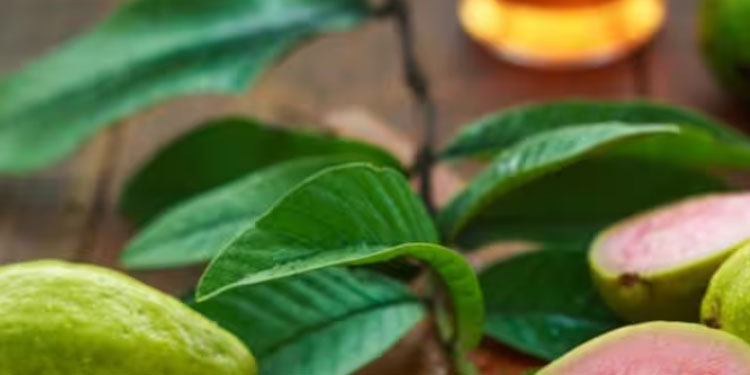 പേരയ്ക്ക വണ്ണം കുറയ്ക്കാൻ സഹായിക്കുമോ? ന്യൂട്രീഷ്യനിസ്റ്റ് പറയുന്നു