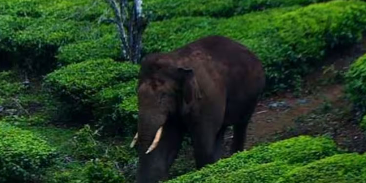 അരിക്കൊമ്പൻ ദൗത്യം നാളെ തന്നെ; പുലർച്ചെ 4 ന് ശ്രമം തുടങ്ങും, ഒരുക്കങ്ങള്‍ പൂര്‍ത്തിയാക്കി വനംവകുപ്പ്
