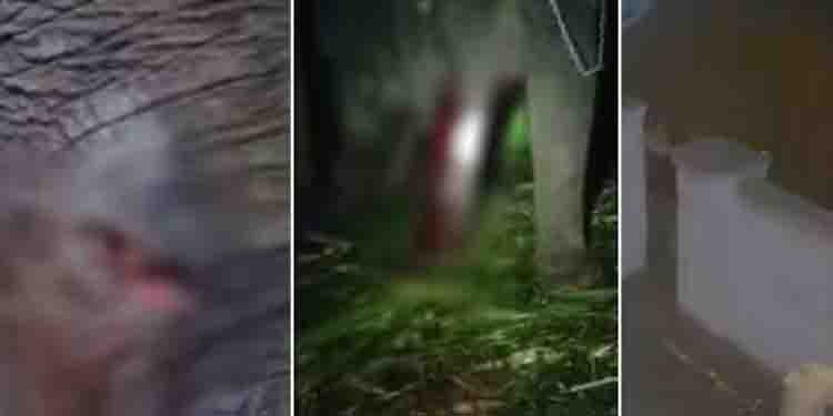 ചോര വാര്‍ന്ന് വേദന കൊണ്ട് പുളഞ്ഞ് അരീക്കോട് മഹാദേവൻ; കാട്ടാനക്കൂട്ടത്തിന്‍റെ ക്രൂരത, നാട്ടാനയ്ക്ക് പരിക്ക്