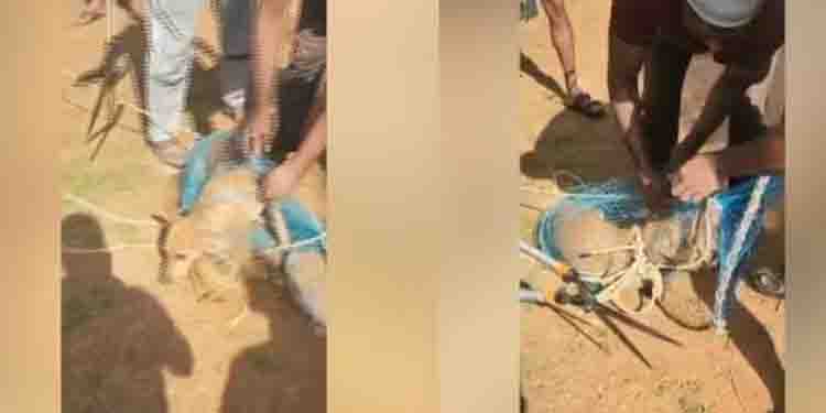 തലയില്‍ കുപ്പി കുടുങ്ങി, വയനാട്ടില്‍ തെരുവ് നായയ്ക്ക് രക്ഷകരായി നാട്ടുകാര്‍