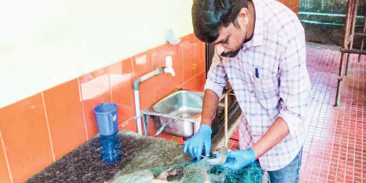 ലൈനിൽനിന്ന് ഷോക്കേറ്റ കുരങ്ങനെ രക്ഷപ്പെടുത്തി