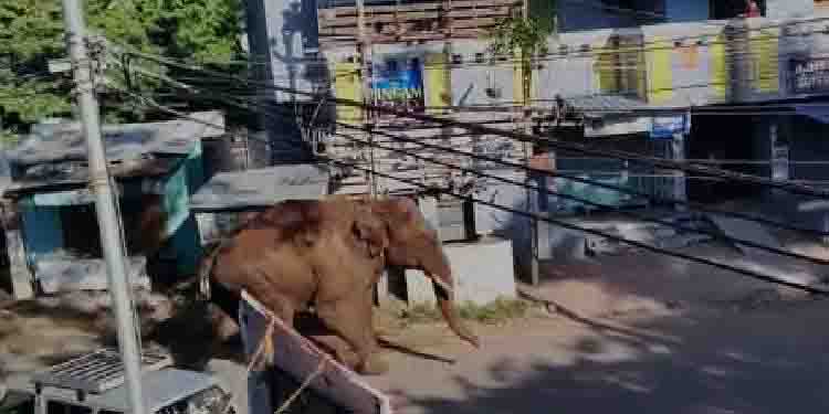 അരിക്കൊമ്പൻ വീണ്ടും ജനവാസ മേഖലയിൽ; എൻടിപ്പട്ടി മേഖലയിലെത്തി