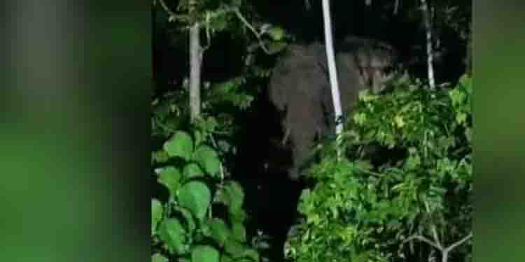 വാഴാനിയിൽ സ്വകാര്യ വ്യക്തിയുടെ വീട്ടുമുറ്റത്ത് കാട്ടാന, പടക്കം പൊട്ടിച്ച് കാടുകയറ്റിയിട്ടും വീണ്ടുമിറങ്ങി