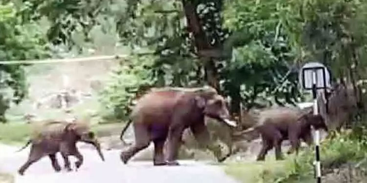മുണ്ടൂർ കവയിലും പരിസരത്തും വീണ്ടും കാട്ടാനക്കൂട്ടം