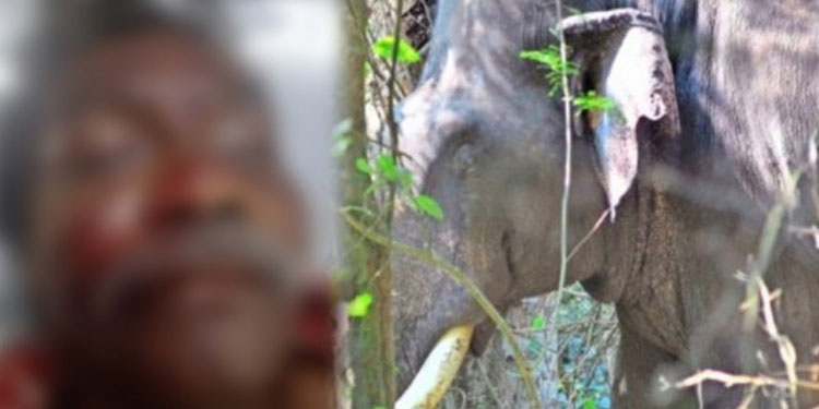 ചെമ്പക്കൊല്ലിയിൽ ആദിവാസിയെ കാട്ടാന ചവിട്ടിക്കൊന്നു