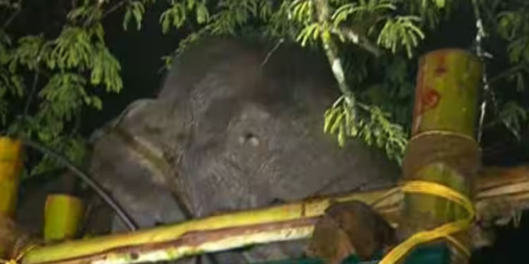 തുറന്നുവിട്ട സ്ഥലത്ത് നിന്ന് 3 കിലോ മീറ്റർ അകലെ അരിക്കൊമ്പൻ; ഇന്ന് പൂർണമായും മയക്കം വിട്ടുണരും