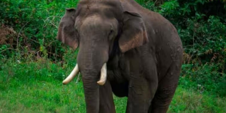 അരിക്കൊമ്പൻ കുമളിയിൽനിന്ന് 8 കിലോമീറ്റർ അകലെ; സഞ്ചാരപാത ചിന്നക്കനാൽ ദിശയിൽ