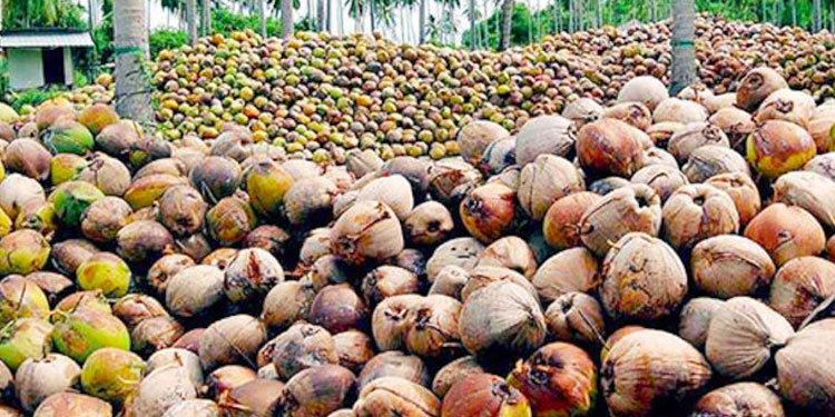 ഒടുവിൽ തേങ്ങ വീണു!; വൻ വിലയിടിവ്, പച്ചത്തേങ്ങ കിലോയ്ക്ക് 23 രൂപ