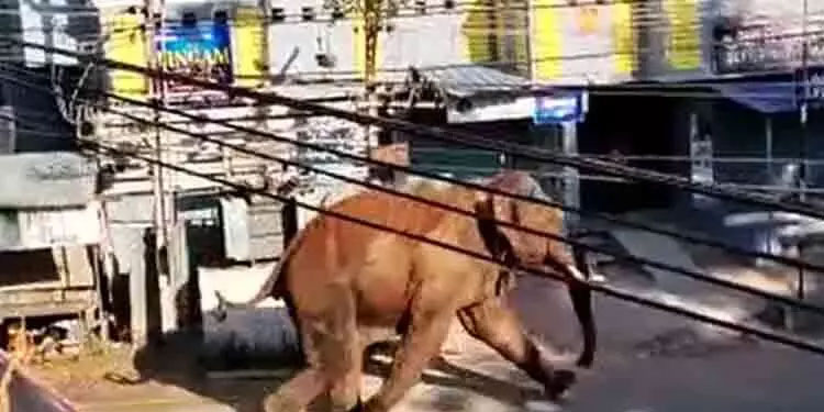 അരിക്കൊമ്പനെ മയക്കുവെടി ​വെക്കാൻ തമിഴ്നാട് വനംവകുപ്പ് ഉത്തരവിട്ടു