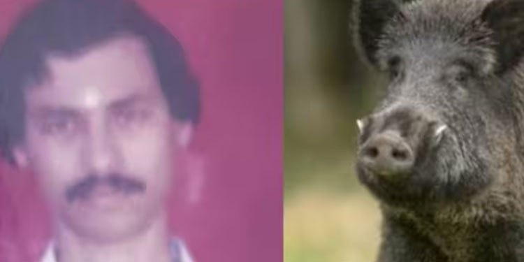 എരുമപ്പെട്ടി വരവൂരിൽ കാട്ടുപന്നിയുടെ ആക്രമണത്തിൽ ഗൃഹനാഥൻ മരിച്ചു