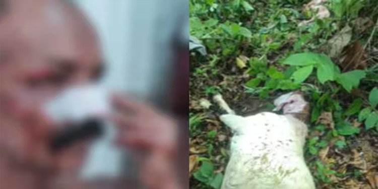 കോട്ടയത്ത് കുറുക്കന്റെ ആക്രമണം ; നാല് പേര്ക്ക് പരിക്ക്