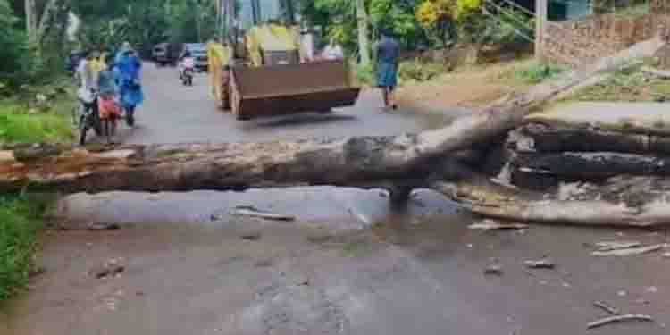 കനത്ത മഴ, ശക്തമായ കാറ്റ്, പാലക്കാട് റോഡിലേക്ക് ഭീമൻ മരം കടപുഴകി വീണ് അപകടം