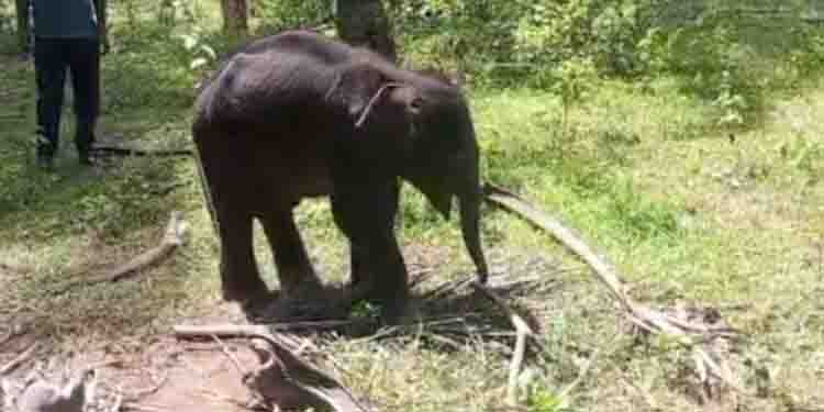 കൂട് തകര്‍ത്ത് രക്ഷിക്കുമെന്ന നിരീക്ഷണം തെറ്റി, നാലാം ദിവസവും കൃഷ്ണയെ കൂട്ടാതെ തള്ളയാന