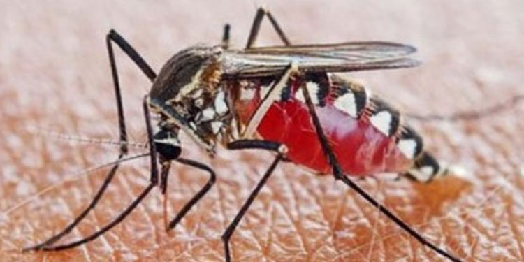 20 വര്‍ഷത്തിന് ശേഷം യുഎസില്‍ മലേറിയ; ജനം ആശങ്കയില്‍