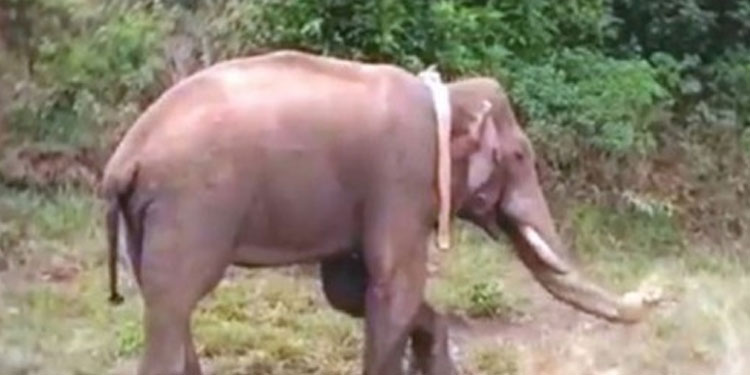 അരിക്കൊമ്പൻ ഭീതിയിൽ കീഴ്‌കോതയാർ ഗ്രാമം: സിഗ്‌നൽ നഷ്‌ടപ്പെട്ടു
