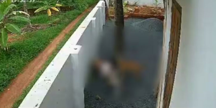 കണ്ണൂർ മുഴപ്പിലങ്ങാട് വീണ്ടും തെരുവുനായ ആക്രമണം; മൂന്നാം ക്ലാസുകാരിക്ക് കയ്യിലും കാലിലും പരിക്ക്