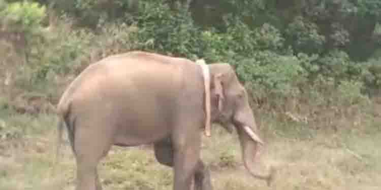അരിക്കൊമ്പന് ട്വിറ്ററിലും ആരാധകര്‍; വീഡിയോ പങ്കുവച്ച് സുപ്രിയാ സാഹു ഐഎഎസ്