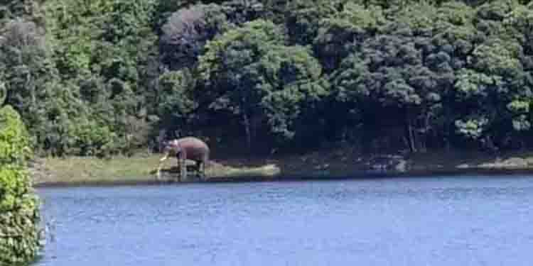 അരിക്കൊമ്പന്‍ ആരോഗ്യവാന്‍; നിലവിലുള്ളത് മണിമുത്താര്‍ ഡാം പരിസരത്ത്, നിരീക്ഷിച്ച് വനംവകുപ്പ് സംഘം