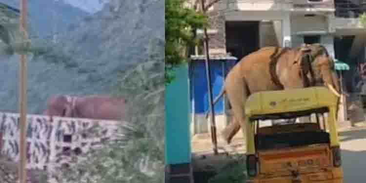 അരിക്കൊമ്പനെ അനിമൽ ആംബുലൻസിൽ കയറ്റി; ഉടൻ കാട്ടിലേക്ക് മാറ്റും