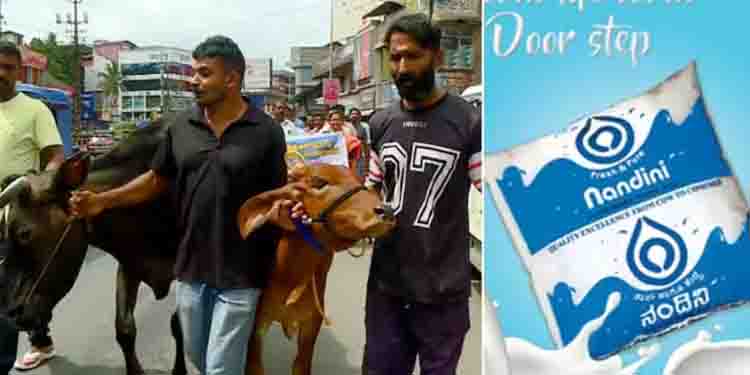 ‘നന്ദിനി വേണ്ട, മിൽമ മതി’; പശുക്കളുമായി റോഡിലിറങ്ങി കർഷകരുടെ പ്രതിഷേധം