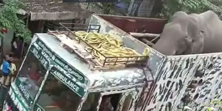അരിക്കൊമ്പനെ തുറന്നുവിടുക തിരുനെൽവേലി മുണ്ടൻതുറൈ കടുവാസങ്കേതത്തിൽ