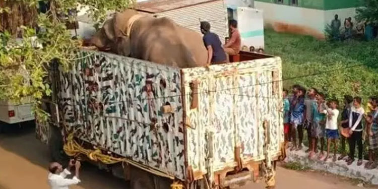 അരിക്കൊമ്പനെ ഇന്ന് തുറന്നുവിടരുതെന്ന് മ​ദ്രാസ് ഹൈകോടതി; അനിശ്ചിതത്വം തുടരുന്നു