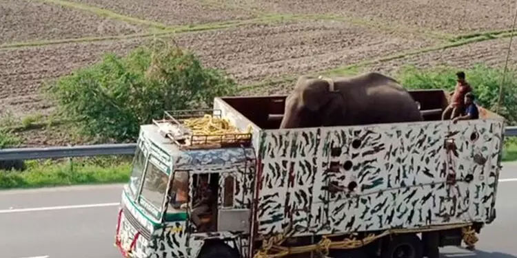 അരിക്കൊമ്പന് വേണ്ടി തമിഴ്നാട്ടിൽ ഹരജി; പ്രശസ്തിക്ക് വേണ്ടിയെന്ന് ഹൈകോടതിയുടെ വിമർശനം