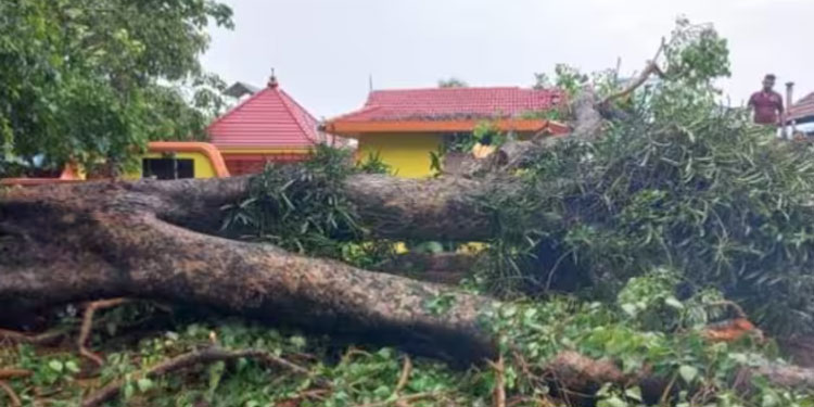 ആൽമരം ഒടിഞ്ഞുവീണത് ഫുട്ബോൾ കളിച്ച കുട്ടികളുടെ മേലെ; ആലുവയിൽ 7 വയസുകാരൻ മരിച്ചു, മൂന്ന് കുട്ടികൾക്ക് പരിക്ക്