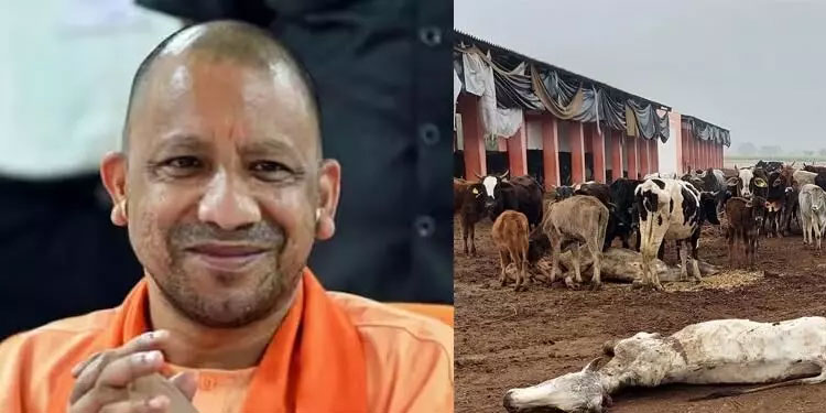 യു.പിയിലെ ഗോശാലയിൽ പശുക്കൾ പട്ടിണികിടന്ന് ചത്തു