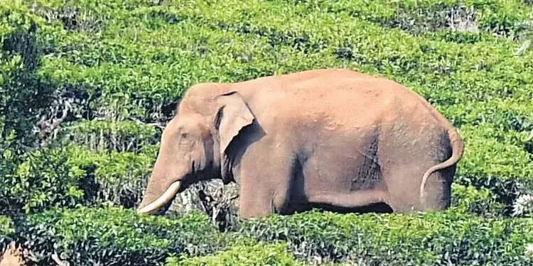 അരിക്കൊമ്പൻ കേരളത്തിനരികെ; നിരീക്ഷണം ശക്തമാക്കി വനം വകുപ്പ്