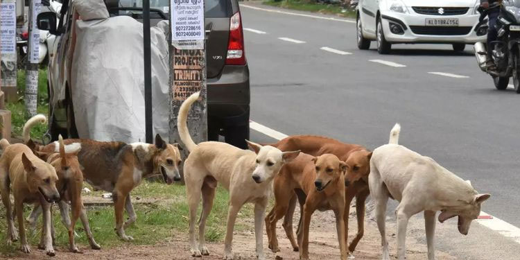 പത്തനംതിട്ടയിൽ തെരുവുനായ ശല്യം രൂക്ഷം; മൂന്നു പേർക്ക് കടിയേറ്റു