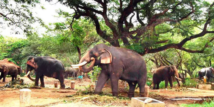 ആ​ന​ത്താ​വ​ള​ത്തി​ലെ സ്ഥി​തി ശോ​ച​നീ​യം -അ​ഭി​ഭാ​ഷ​ക ക​മീഷ​ൻ