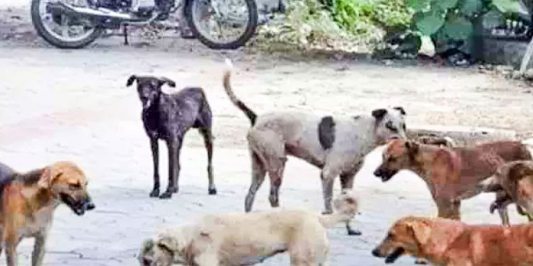 അരൂരിൽ തെരുവുനായ്ക്കളുടെ വിളയാട്ടം; കാൽനടക്കാർക്ക്​ ഭീഷണി
