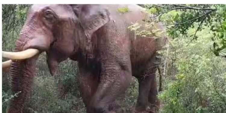 ബാഹുബലി ആരോഗ്യവാൻ, തൽക്കാലം പിടിക്കില്ല; മയക്കുവെടി വെക്കാനുളള തീരുമാനം മരവിപ്പിച്ചു