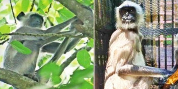 തിരുവനന്തപുരം മൃഗശാലയില് നിന്ന് ചാടിപ്പോയ ഹനുമാന് കുരങ്ങിനെ പിടികൂടി