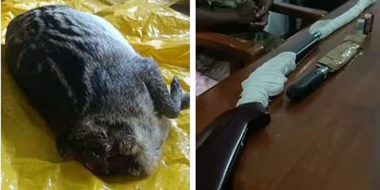 വേട്ടയാടി പിടിച്ച കൂരമാനുമായി മൂന്നു പേർ പിടിയിൽ