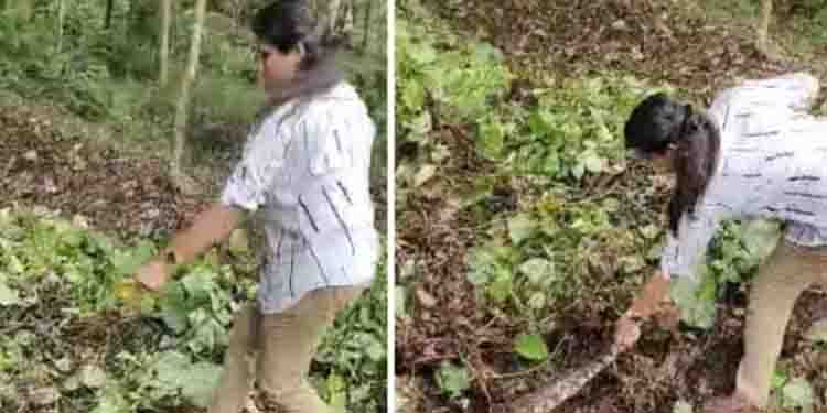 തൊഴിലുറപ്പ് ജോലിക്കിടെ കുറ്റിക്കാട്ടിൽ പെരുമ്പാമ്പ്; ഒടുവിൽ ആർ ആർ ടി എത്തി പിടികൂടി