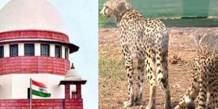 അഭിമാന പ്രശ്‌‌നമാക്കി മാറ്റരുത്; ചീറ്റകൾ ചാവുന്നതിൽ ഇടപെട്ട്‌ സുപ്രീംകോടതി
